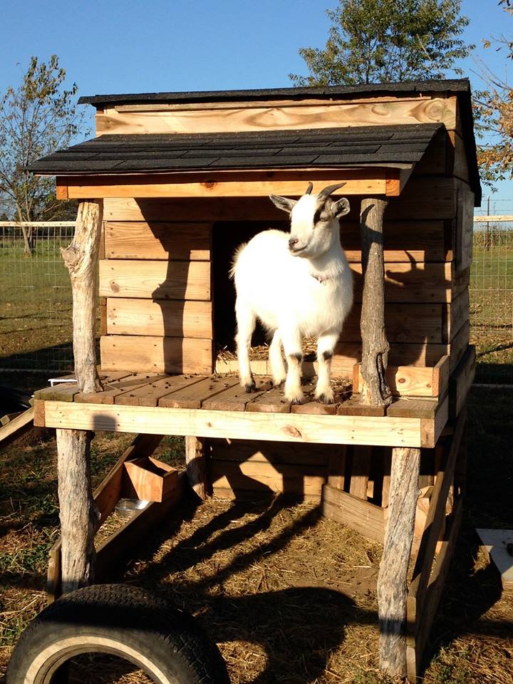 A wooden goats shelter