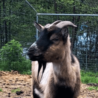 Djali, the funny dodo of the group, a brown and black adult goat