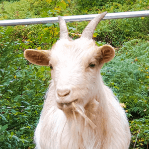 Galak, an adult white female goat