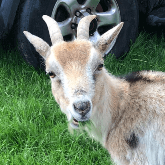 Lili, a fierce brown female goat