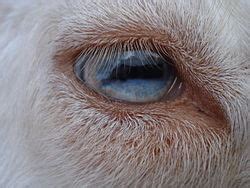 Close up on a goat's rectangular pupil